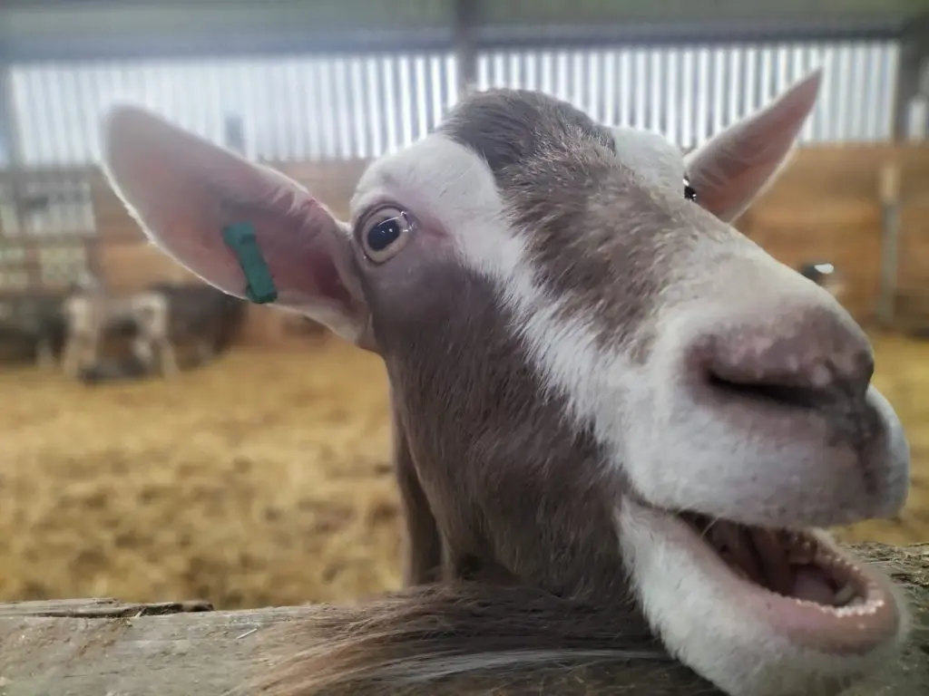 Wookey Farm photo 3