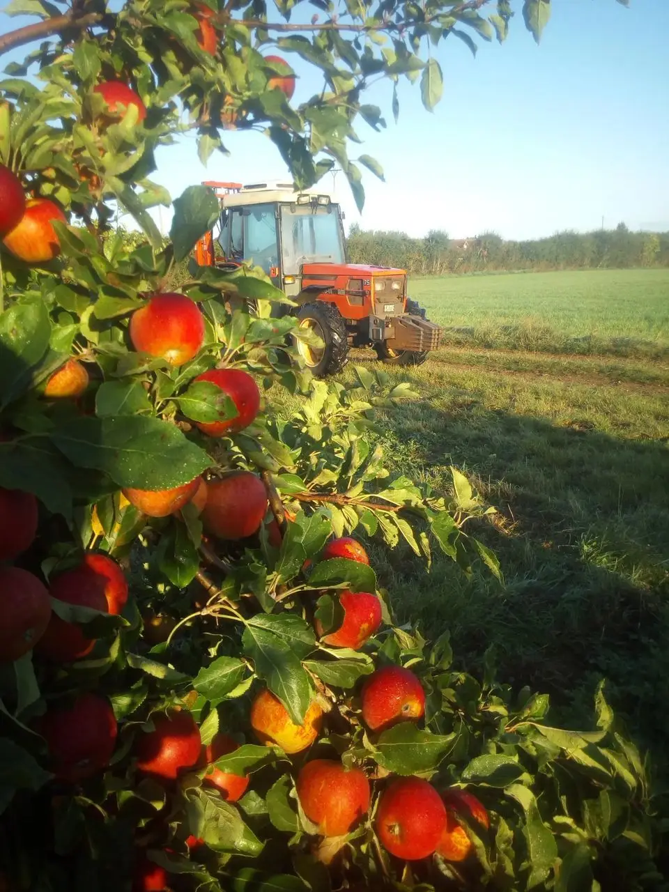 North Perrott Fruit Farm (Parrett Brand) – North Perrott Farm Shop photo 3