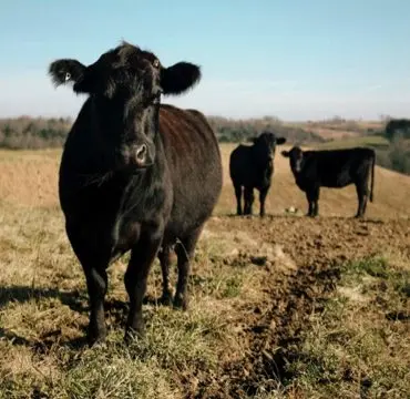 Perrinpit Farm photo 2