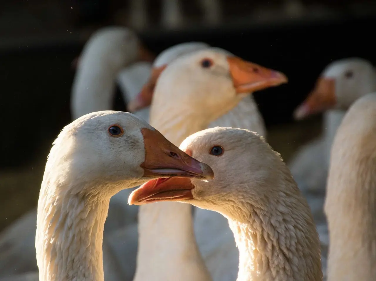 Goose Slade Farm Shop main photo