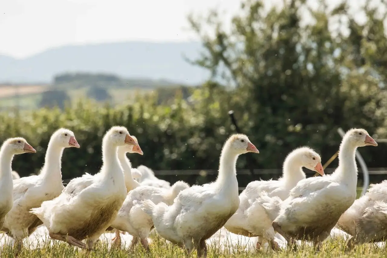 Goose Slade Farm Shop photo 2