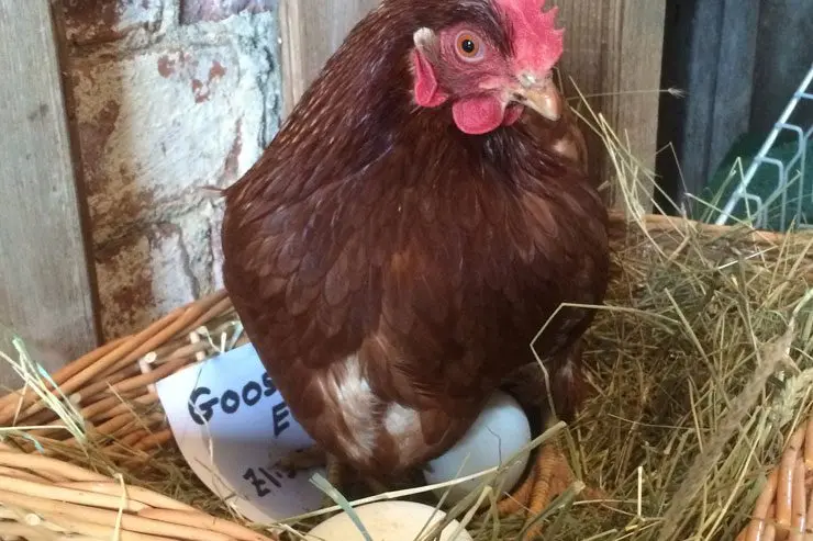 Court Farm Shop photo 2