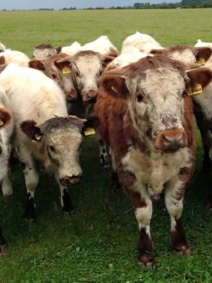 The Longhorn Farmshop photo 1