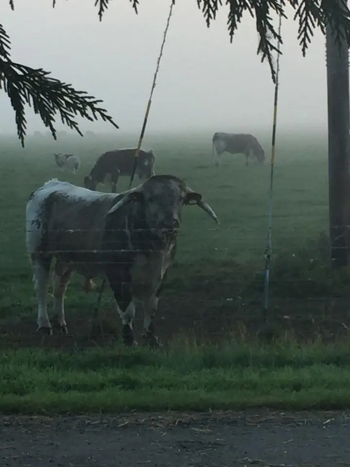 The Longhorn Farmshop photo 2