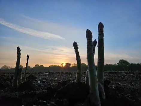 Cambridge Asparagus Ltd.