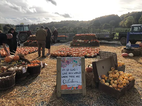 The Pumpkin Patch at Christmas Tree Farm