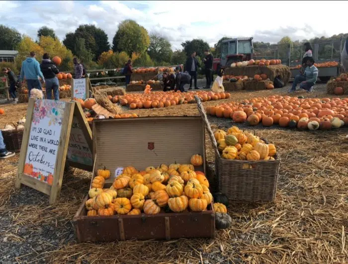 The Pumpkin Patch at Christmas Tree Farm photo 1
