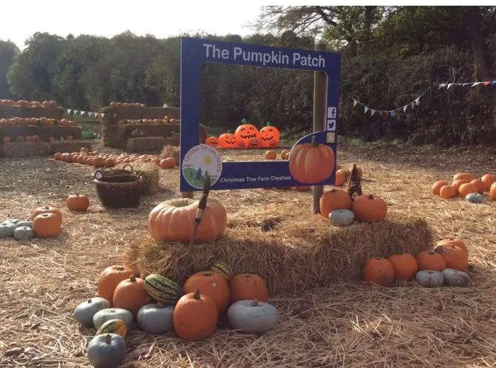 The Pumpkin Patch at Christmas Tree Farm photo 4