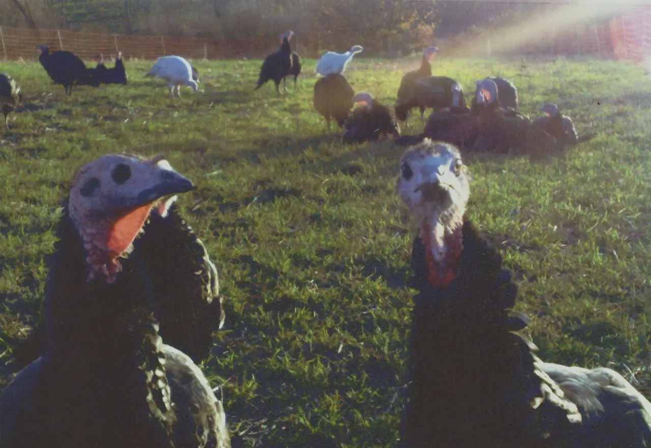 Stanacre Poultry Co. Ltd. at Colley Fold Turkey Farm photo 1
