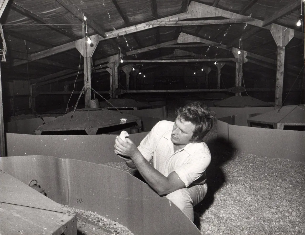 Stanacre Poultry Co. Ltd. at Colley Fold Turkey Farm photo 3