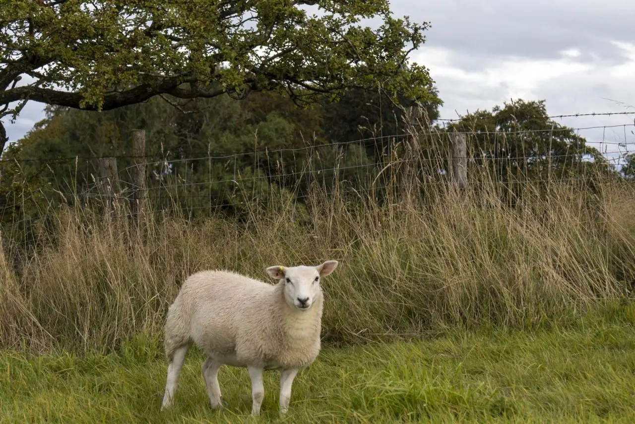 Pendle Pastures photo 2