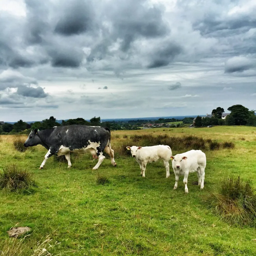 Spout House Farm Shop & Tea Room photo 2