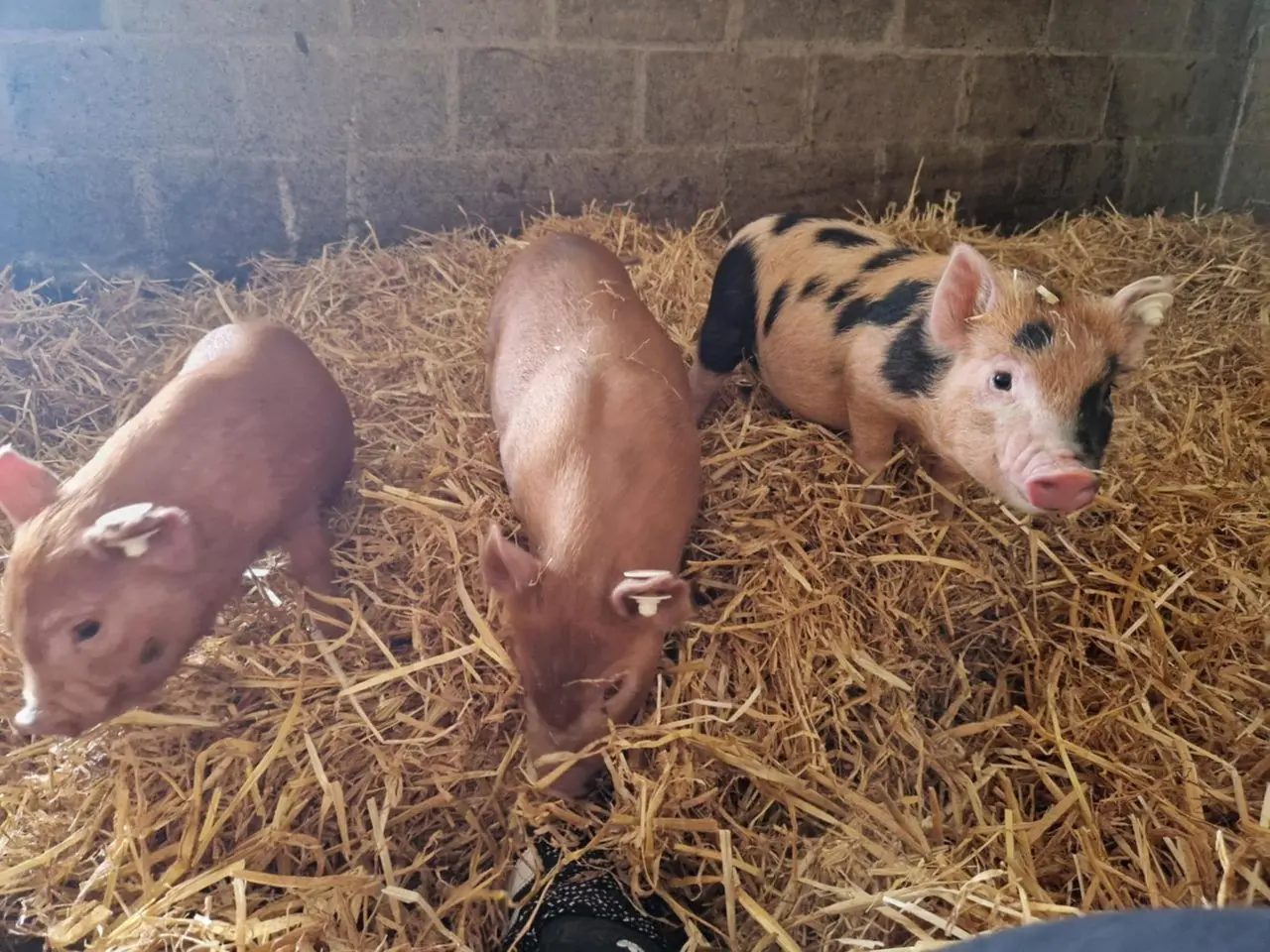 The Whole Hogg Farm Shop & Tea Room photo 2
