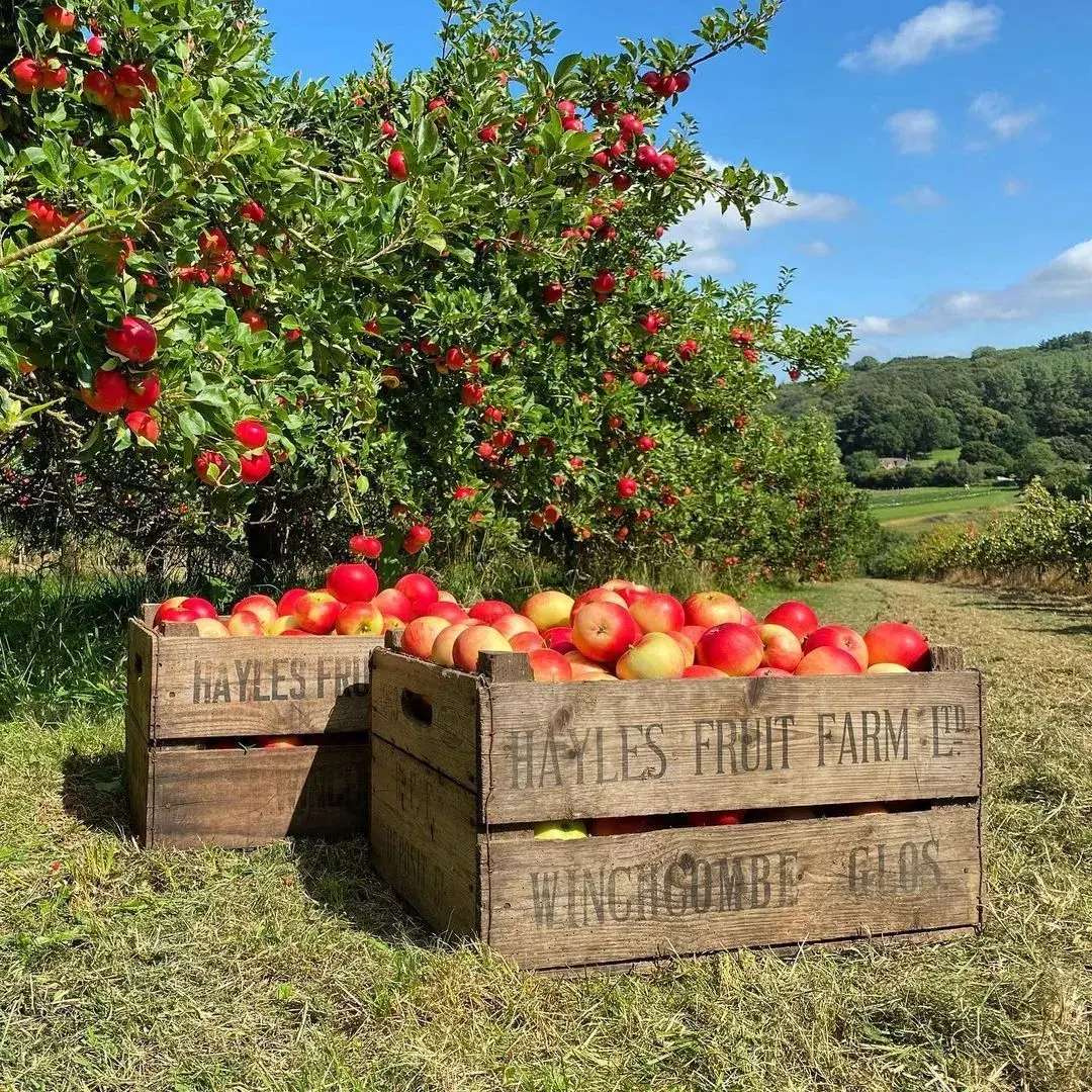 Hayles Fruit Farm