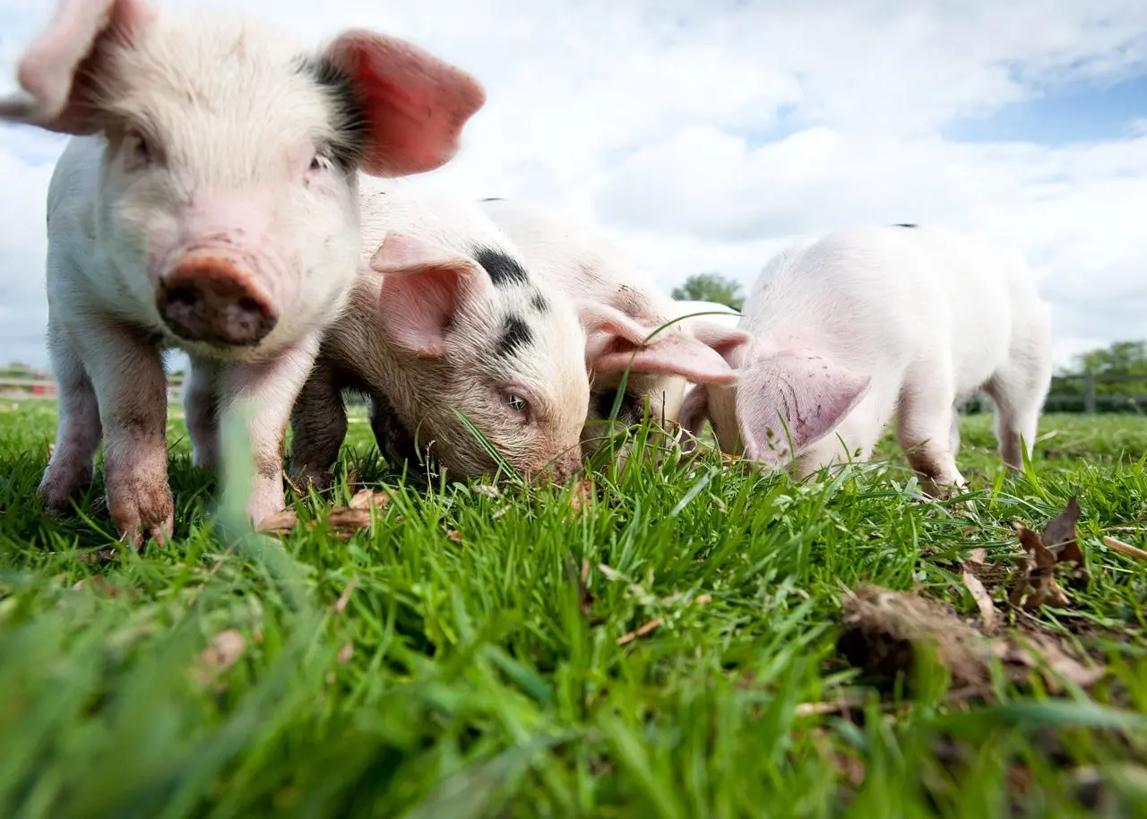 The Wild Pig photo 2