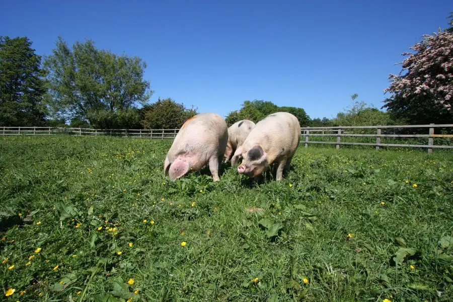 The Wild Pig photo 4