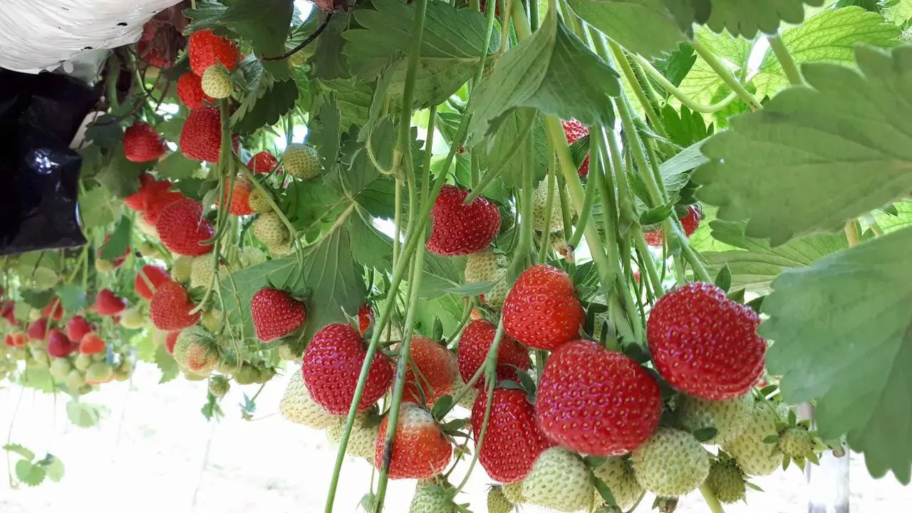 Lotmead Farm & PYO photo 3