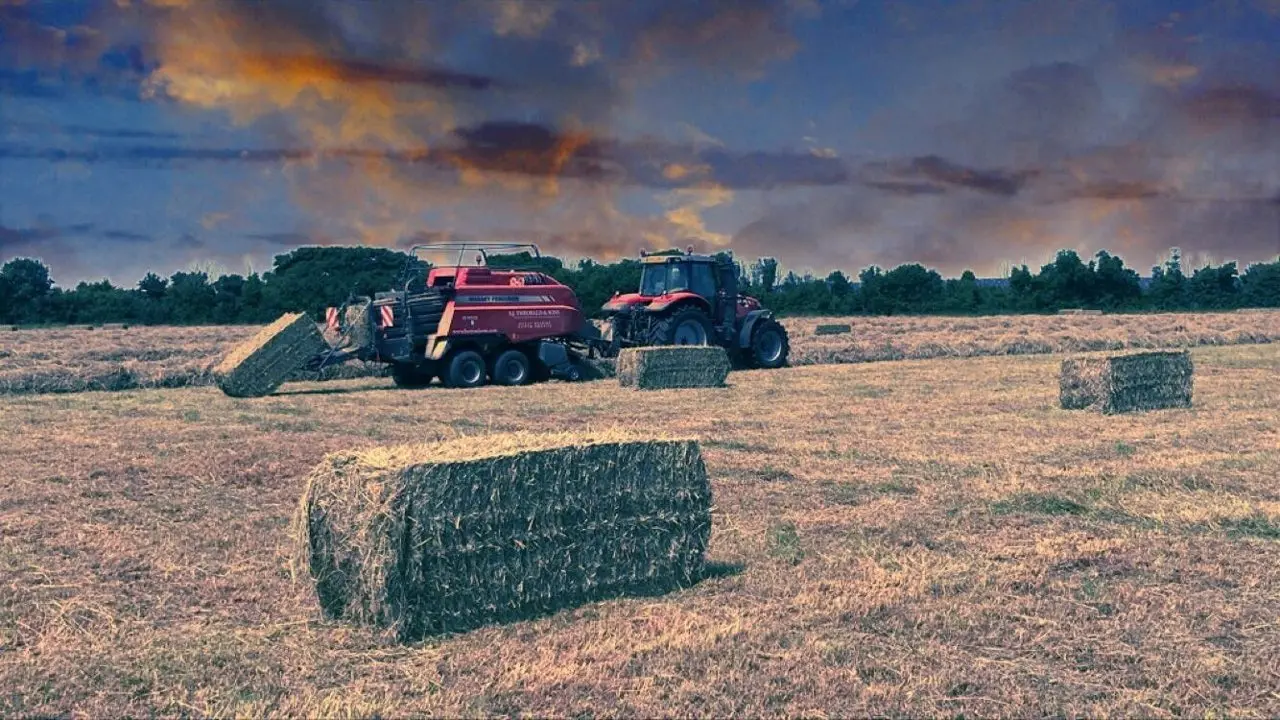 Button Farm (SJ Theobald & Sons) photo 4