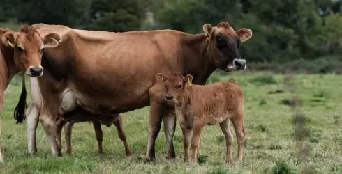 Old Hall Farm photo 4