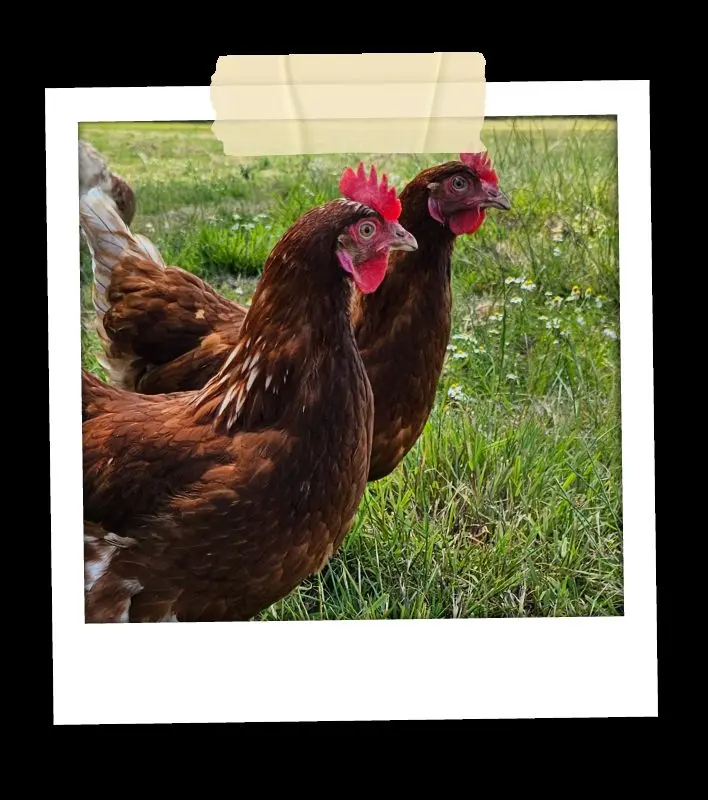 Betty's Farm photo 3