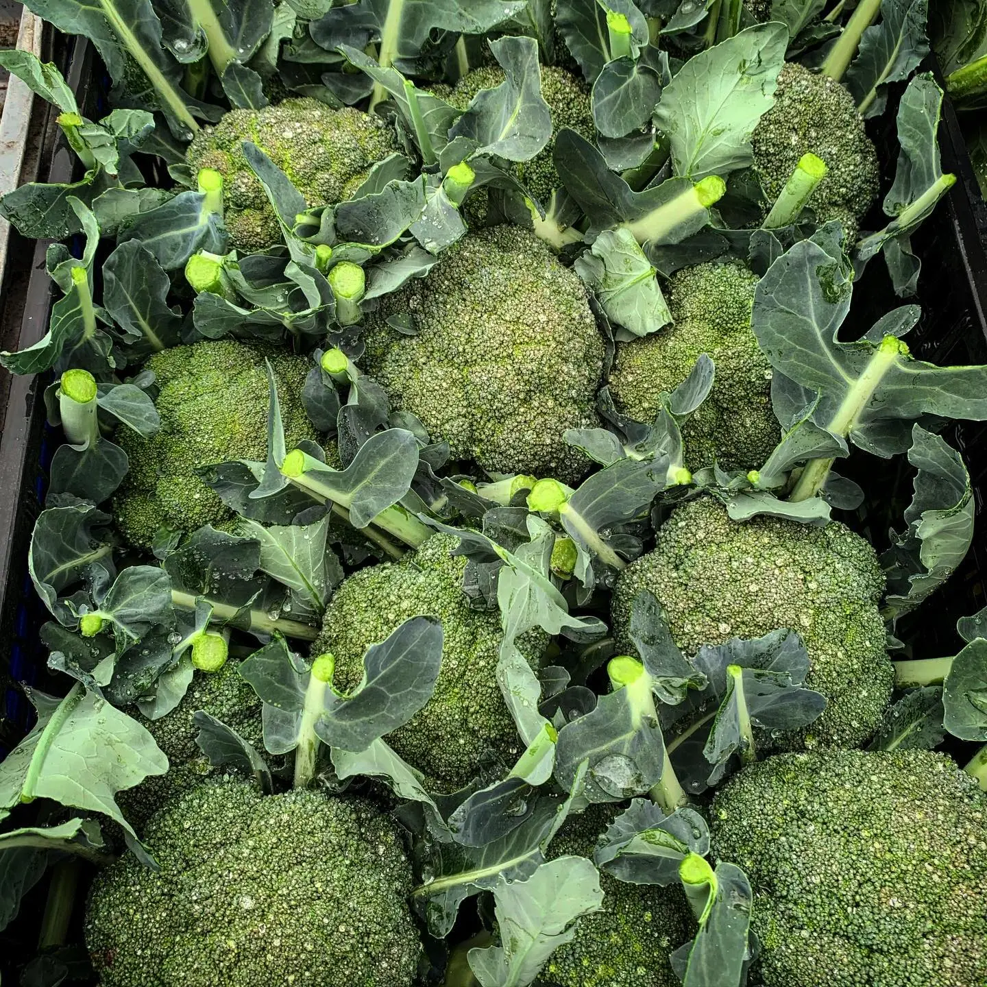 Lowe's Farm Shop photo 1