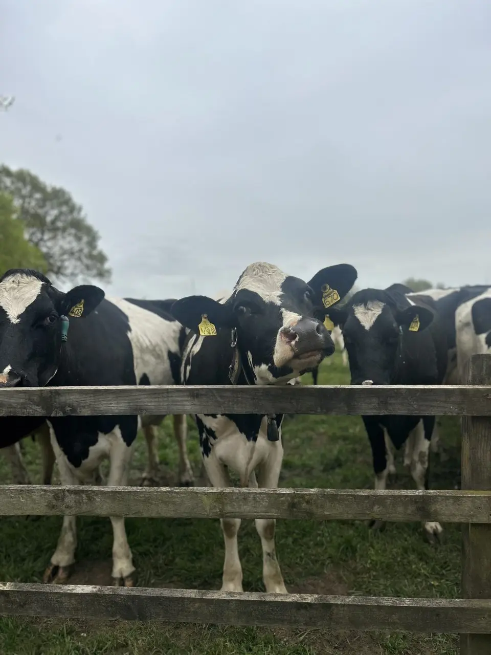 Wheelock Hall Farm photo 1