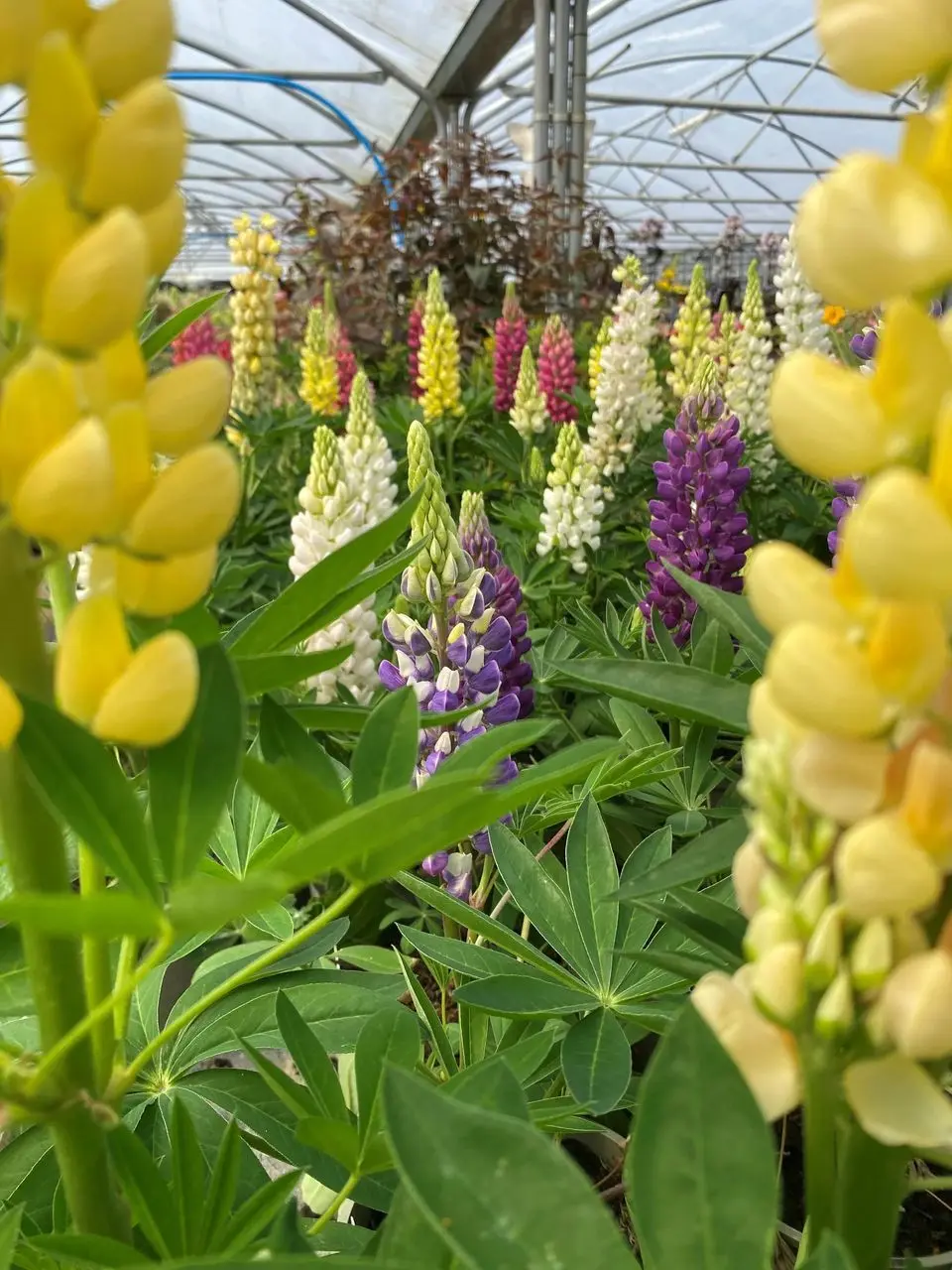 Meadow Grange Nursery photo 2