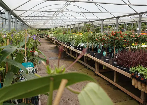 Meadow Grange Nursery photo 4