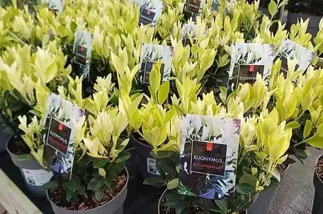 Pacific Nurseries (Planters Pacific) photo 1