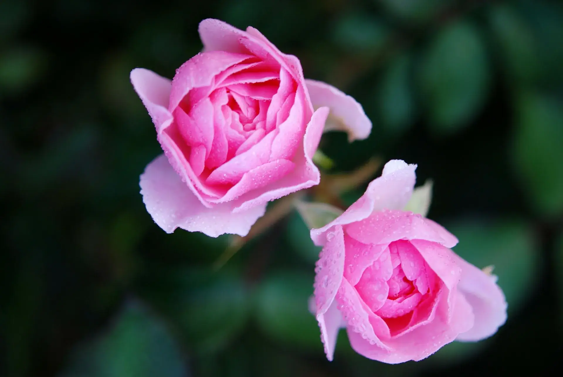 Brimsmore Gardens photo 4