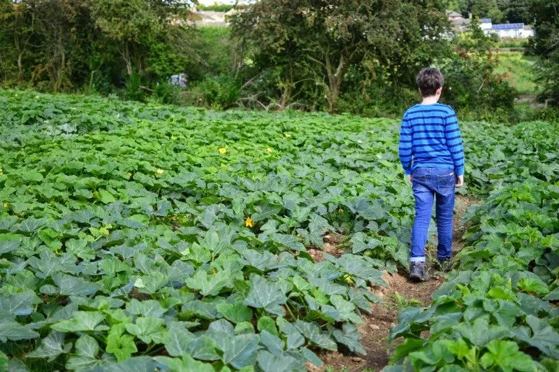 Whiteley's Farm (B Whiteley Farmshop and Nursery) photo 2