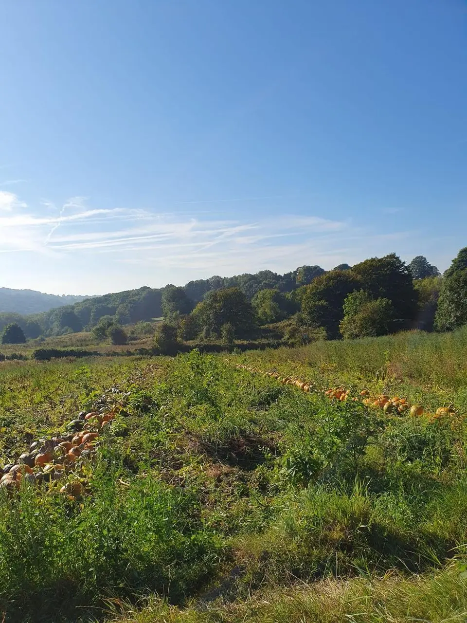 Whiteley's Farm (B Whiteley Farmshop and Nursery) photo 3