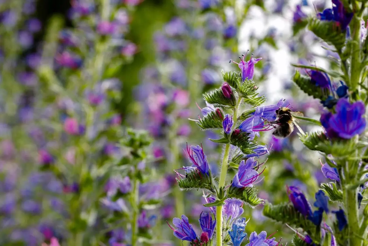 Naturescape Wildflower Farm photo 1