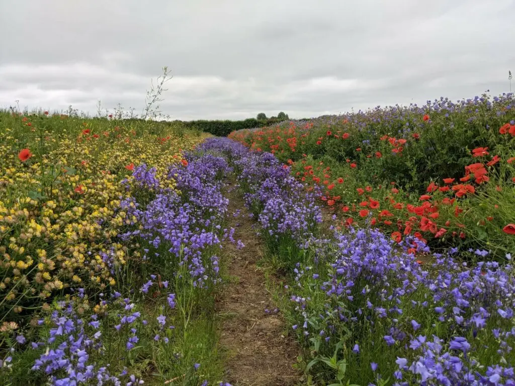 Naturescape Wildflower Farm photo 4