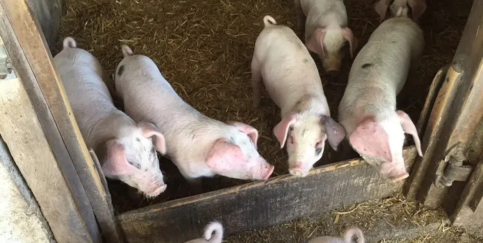 Oak House Farm photo 2