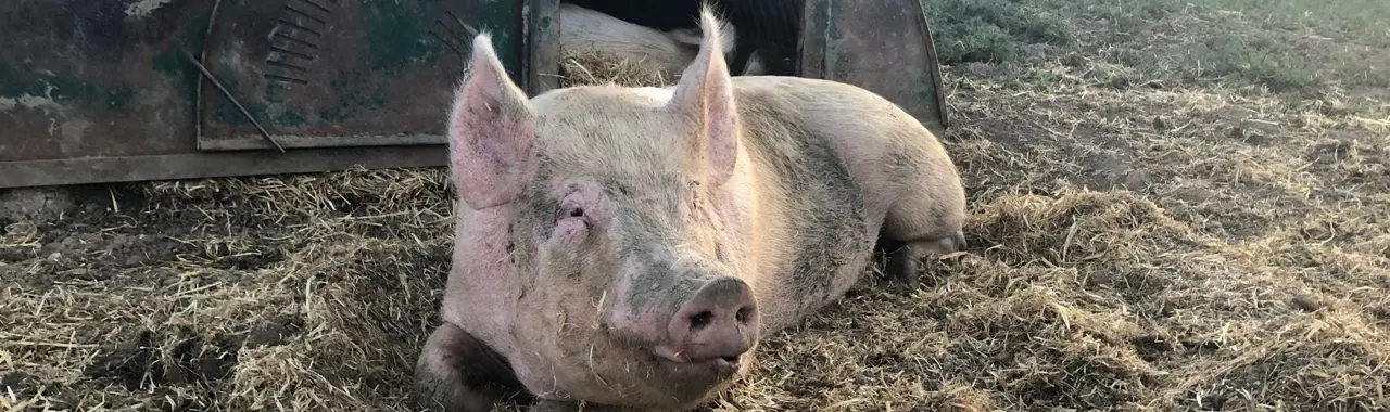 Oak House Farm photo 4