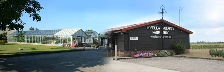 Roselea Nursery photo 3