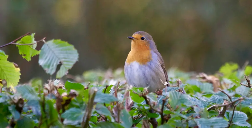 Laverock Hall Farm Bird Food photo 3
