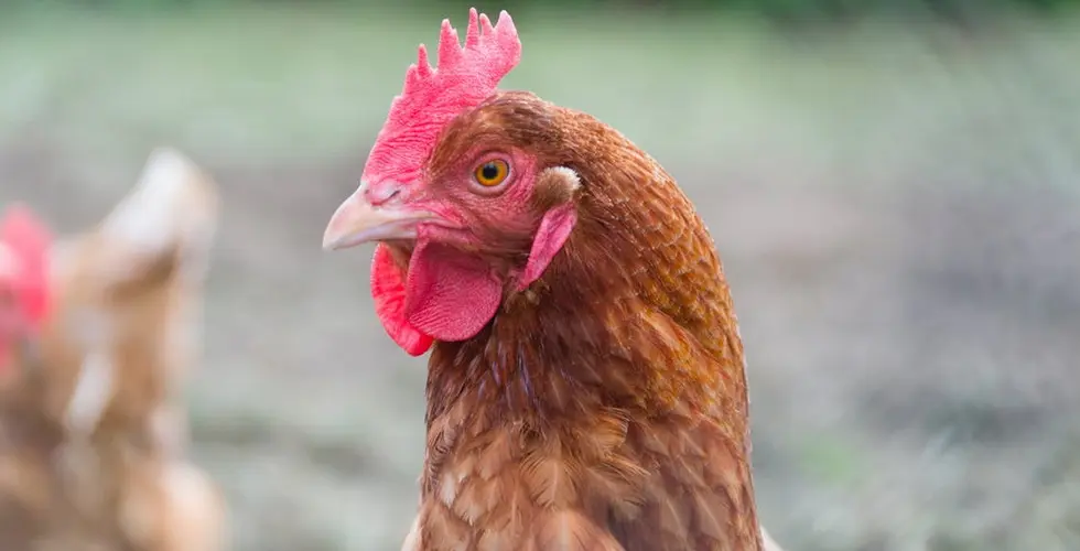 Laverock Hall Farm Bird Food photo 4