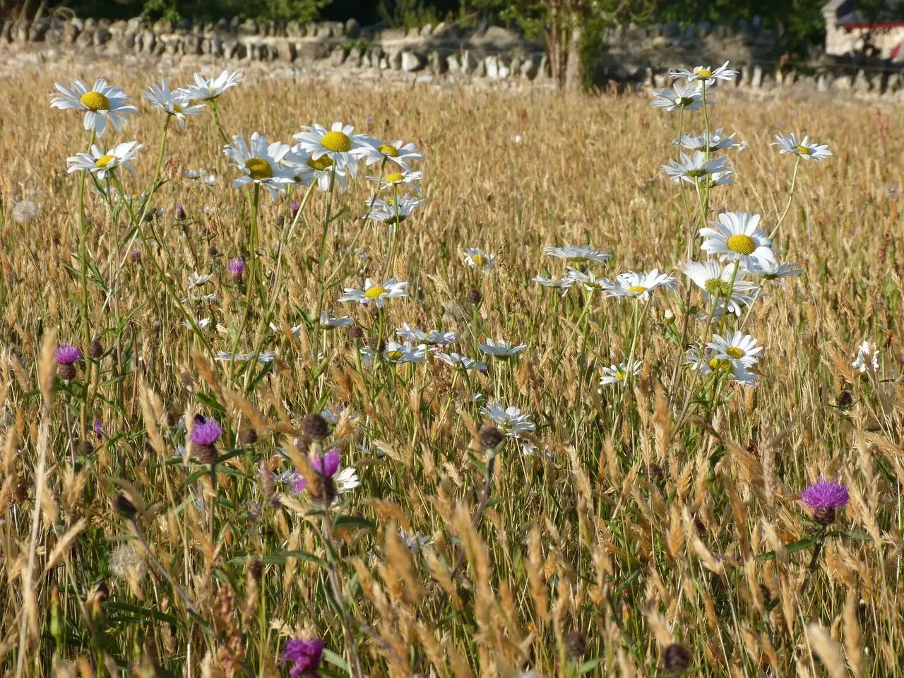 Goren Farm main photo