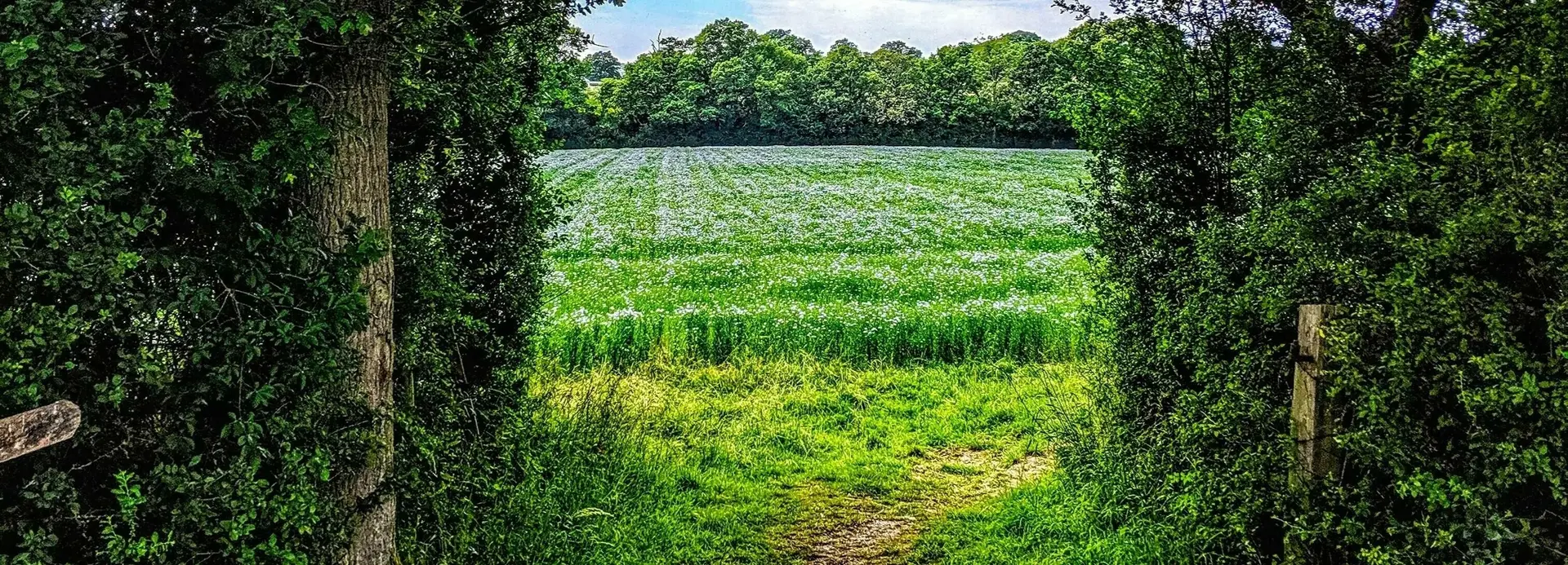 The Linseed Farm
