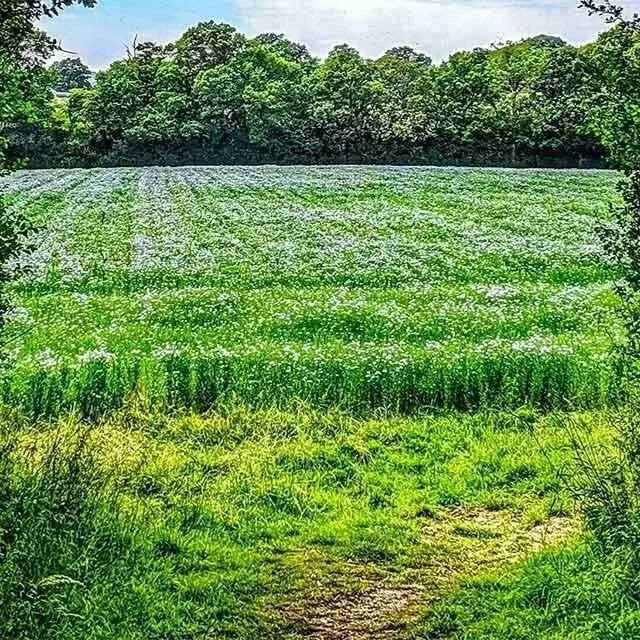 The Linseed Farm photo 4