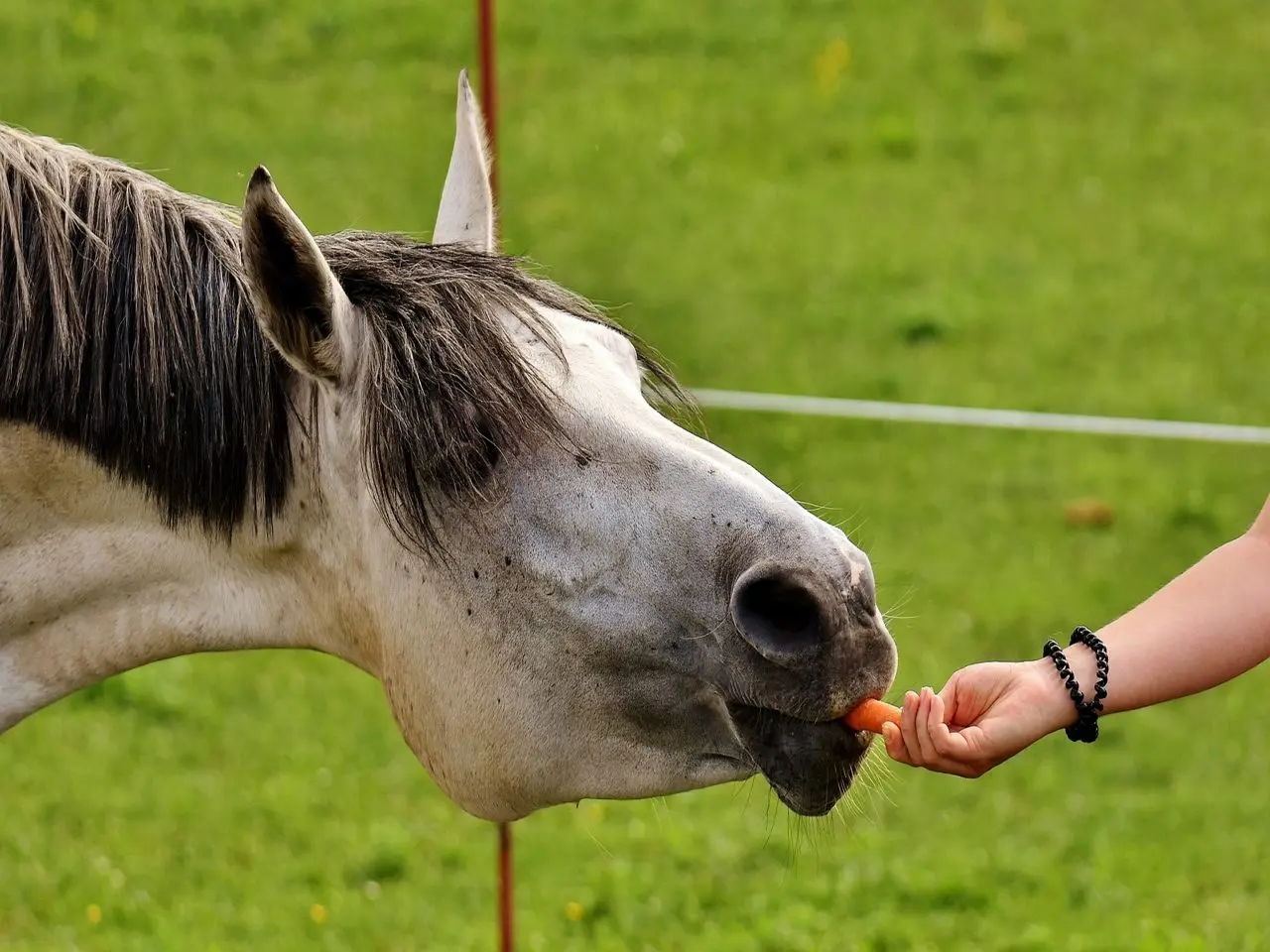 Eureka Animal Feeds photo 1
