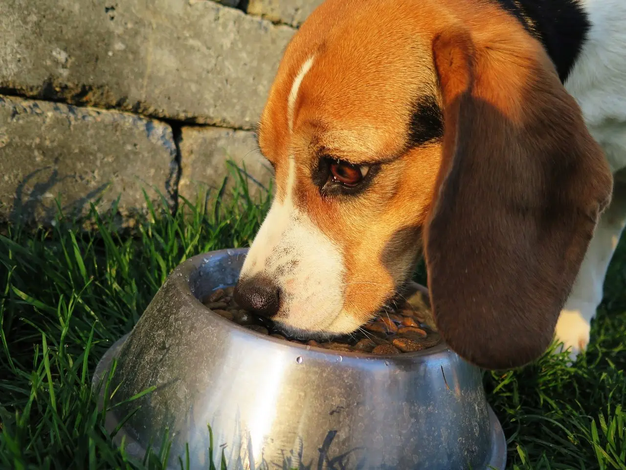 Eureka Animal Feeds photo 2