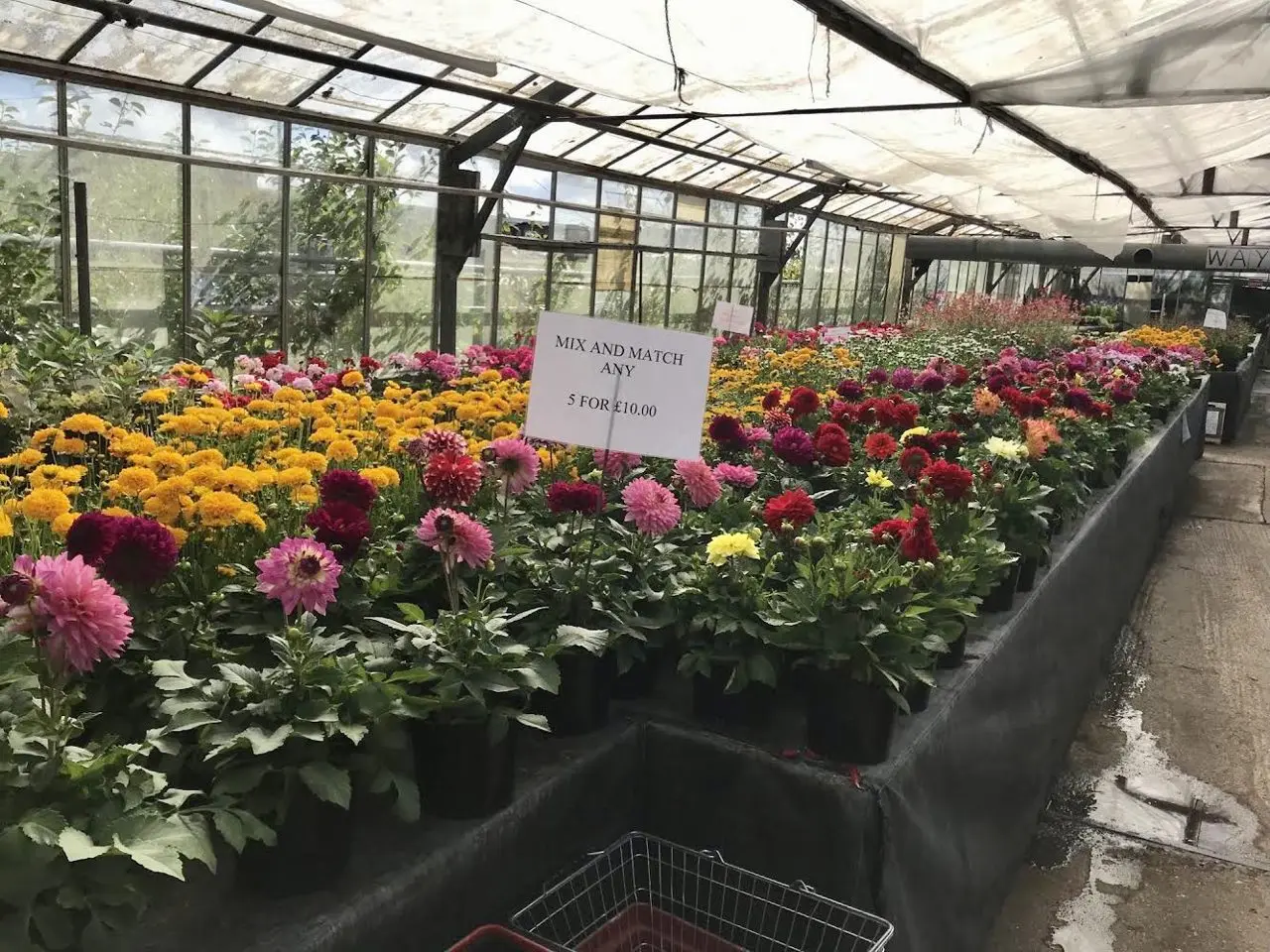 Shergolds Nursery main photo
