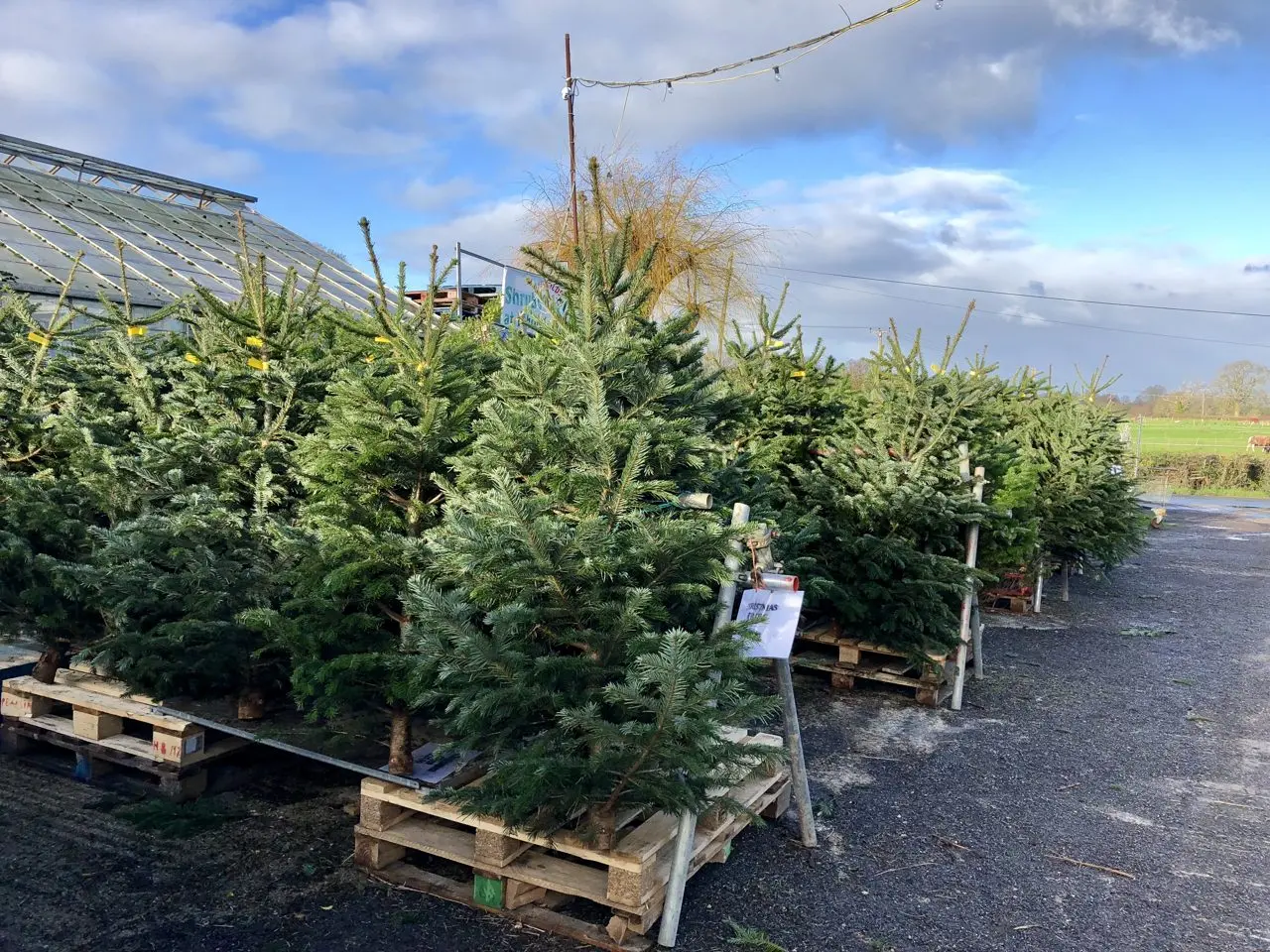 Shergolds Nursery photo 3