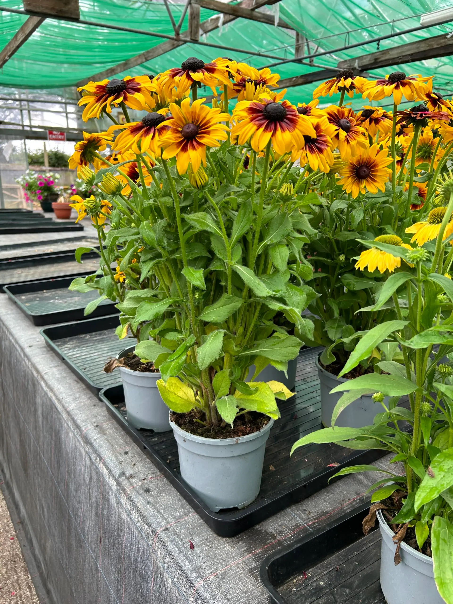 Shergolds Nursery photo 4