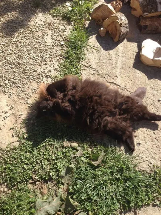 Hedley West Farm photo 4