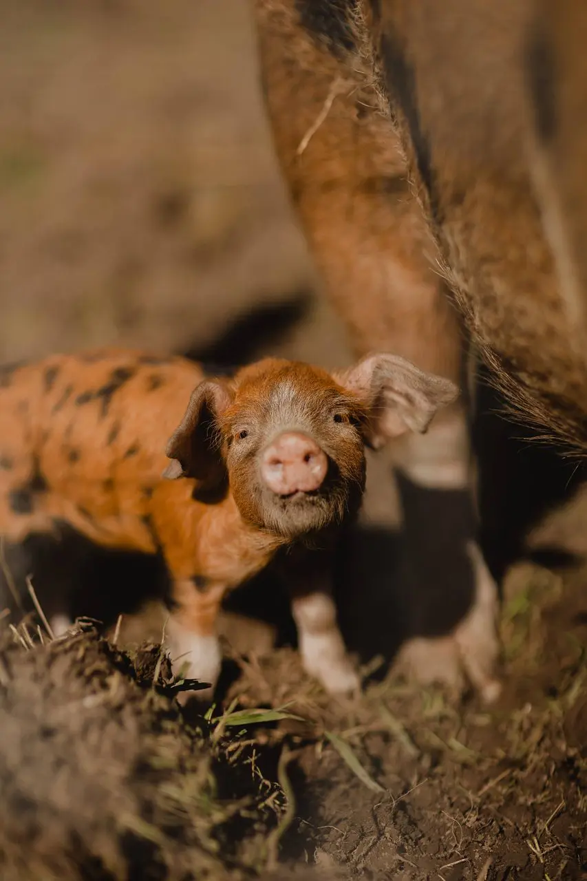 Whirlow Hall Farm Trust photo 2