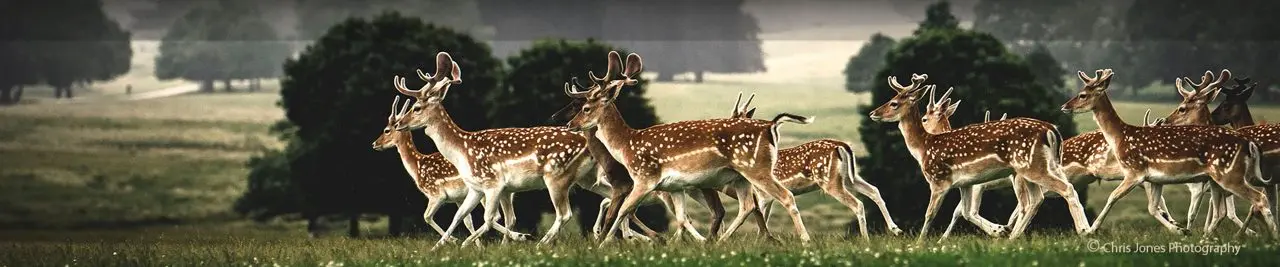 Tatton Park photo 2